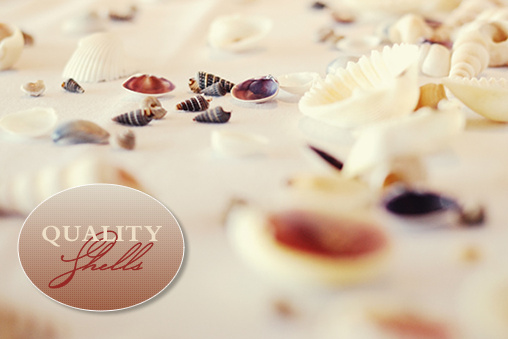 Seashell Wedding Decor & Favors: Ideas, DIY Placecards, & More