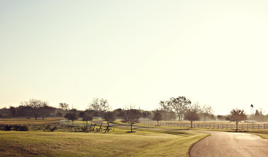 Intimate Elopement: A Relaxed Wedding with Dogs and Stunning Photos