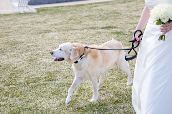Dog Walks Bride Down the Aisle: A Sweet & Unforgettable Wedding Moment
