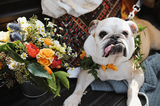 Adorable Bulldog Engagement Shoot in Rustic Setting