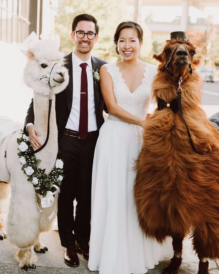 Llamas and Alpacas at Weddings: A Unique and Memorable Touch